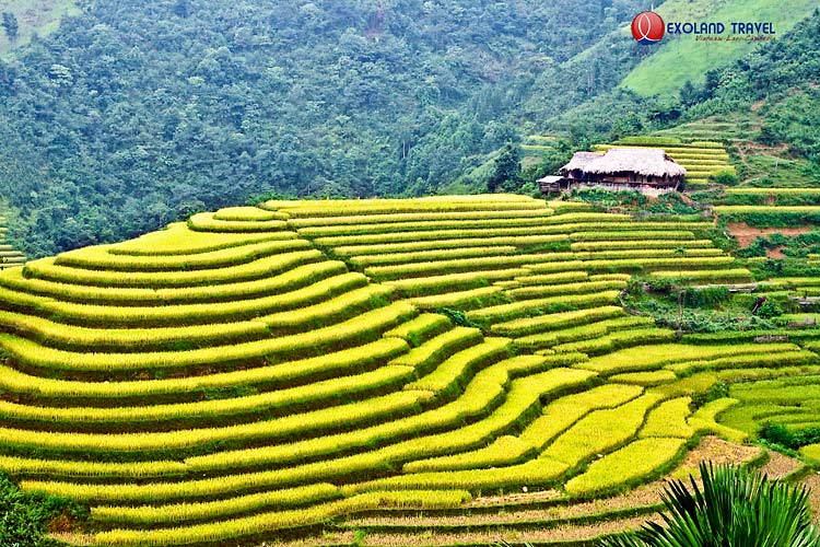 région Bac Ha, ethines Bac Ha, rizières en terrasse Bac Ha